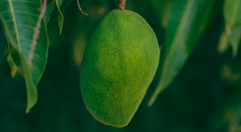 Proroot Biomatter-NPK para Mango