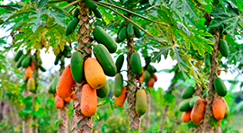 Proroot Biomatter-NPK para Papaya