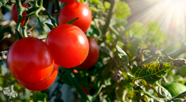 Proroot Biomatter-NPK para Tomate o jitomate