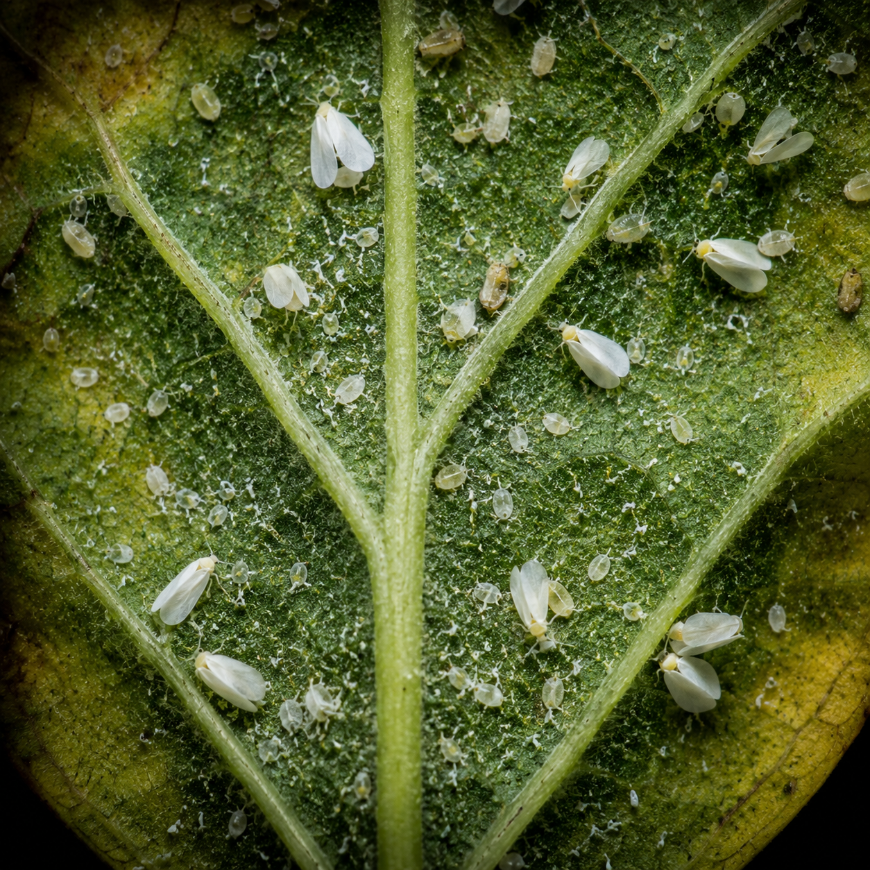 Mosquita blanca (Bemisia tabaci)