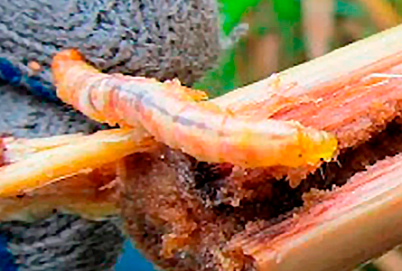 Beauveria bassiana controla gusanos barrenadores, áfidos, salivazos, escarabajos, mosquitos, garrapatas, dorso de diamante.