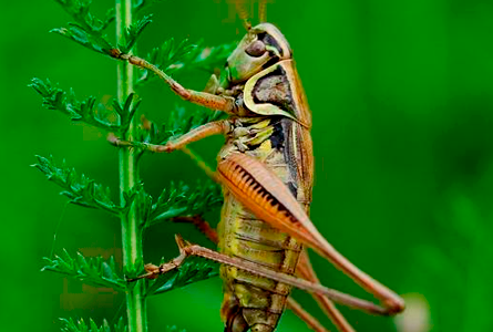 Metarhizium anisopliae controla Termitas, chapulines, gallina ciega, langostas, picudos del chile y algodón.