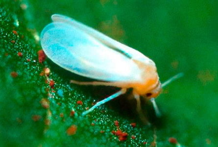 Isaria fumosorosea controla Mosquita blanca, Trips.