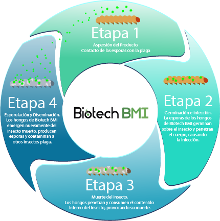 Gráfico ilustrativo de la tecnología Metabolix Fagro