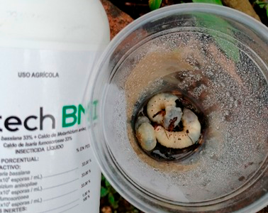 Larvas de Gallina ciega sanas antes de aplicar Biotech BMI