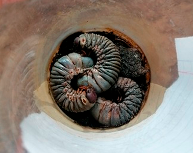 Resultado Biotech BMI: Larvas de Gallina ciega muertas y putrefactas 15 días después de infección