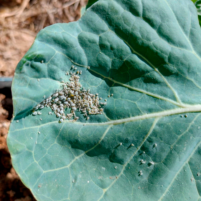 Pulgones sanos sin aplicación de Biotech BMI