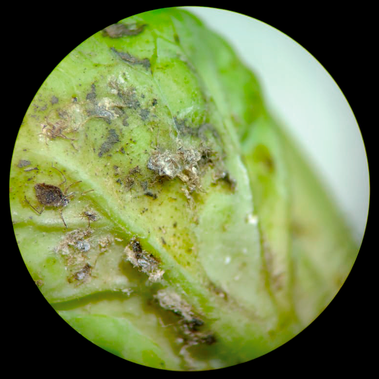 Resultado Biotech BMI: Pulgones de la col muertos 12 días después de aplicación foliar