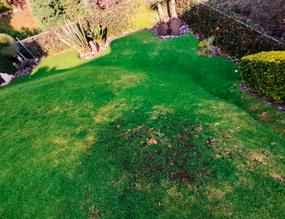 Césped dañado por plaga de gallina ciega antes de usar Biotech BMI