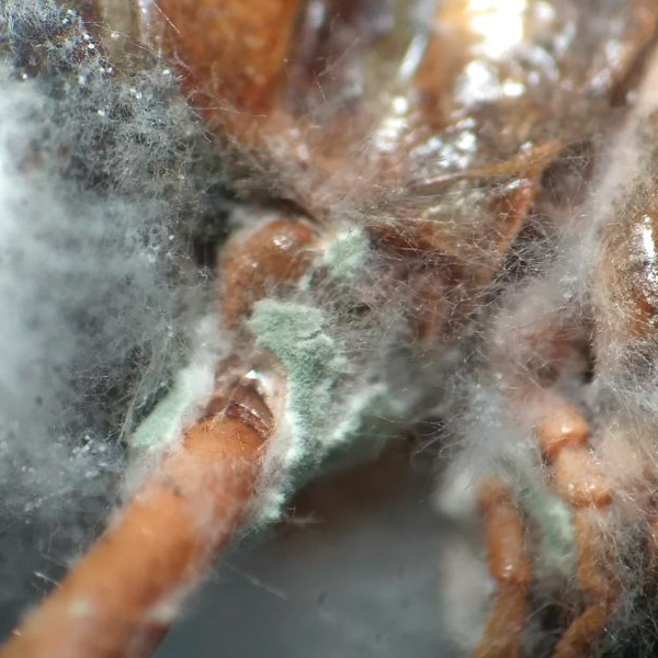 Resultado Biotech BMI: Acercamiento a chapulín muerto por hongos Biotech BMI