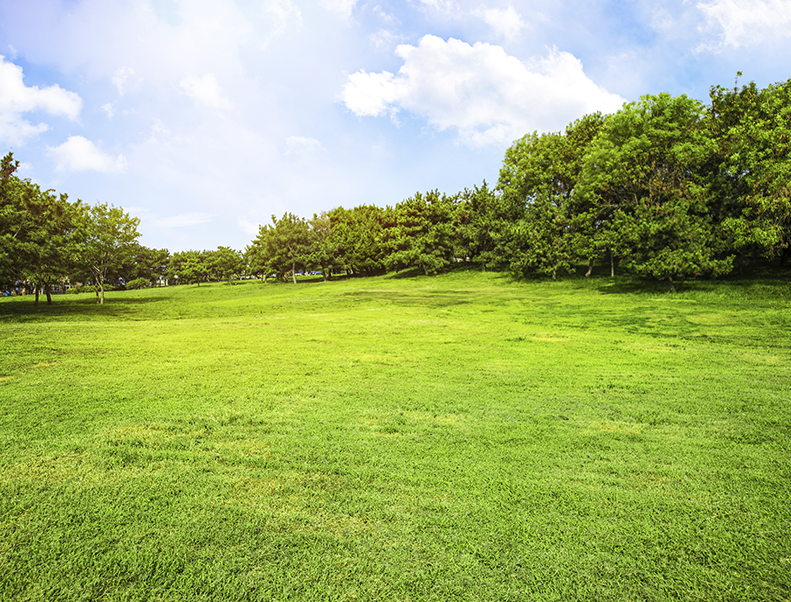 Uso urbano de Biotech BMI en césped o pasto para control de Gallina ciega