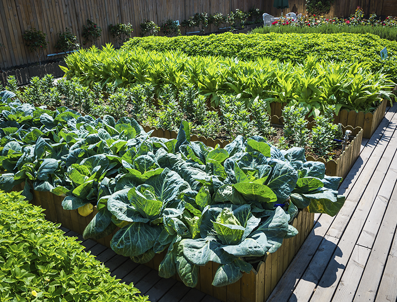 Uso de Biotech BMI en Huerto Urbano para control de Gallina ciega