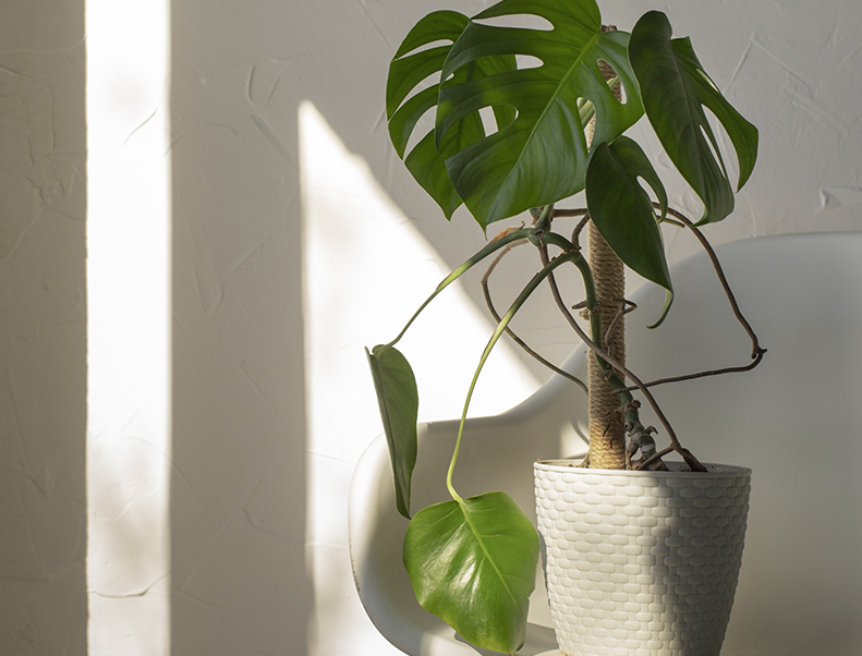 Uso urbano de Biotech BMI en plantas en maceta para control de Gallina ciega