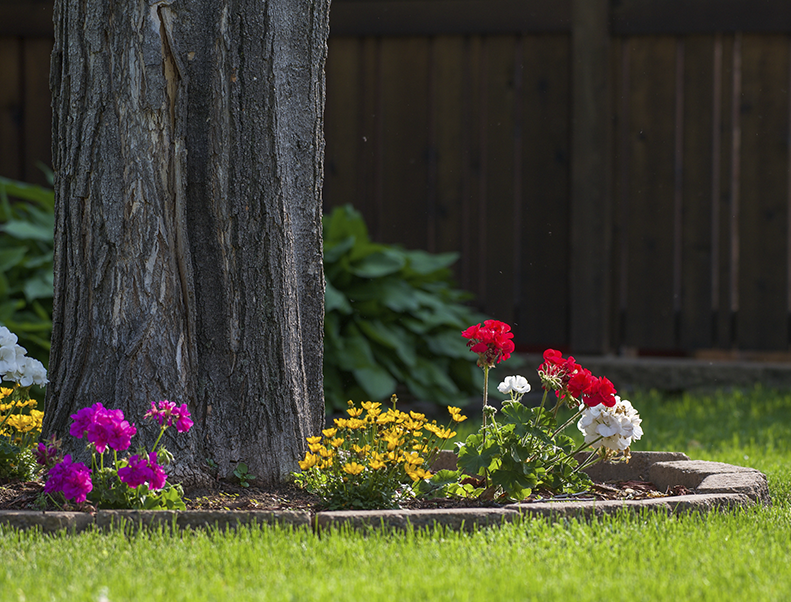 Uso urbano de Biotech BMI en plantas en suelo (frutales, ornato) para control de Gallina ciega
