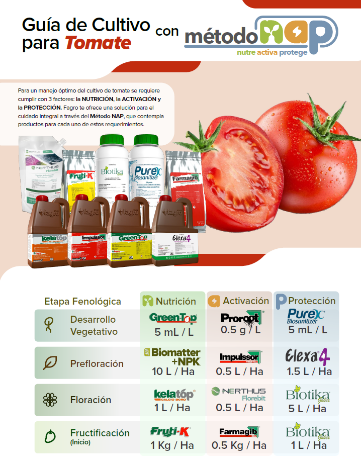 Guía de cultivo para tomate con el método NAP