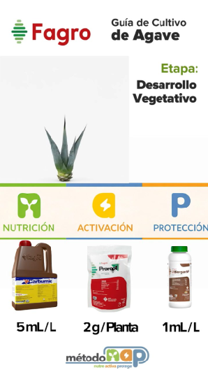 Guía de cultivo: Cultivo de agave