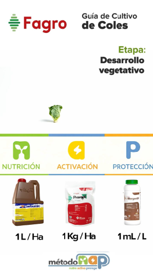 Guía de cultivo: Cultivo de coles