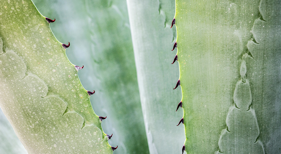 Guía de cultivo de Agave