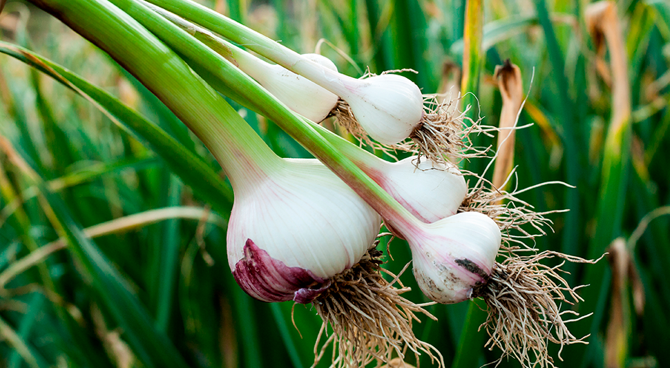 Guía de cultivo de Ajo