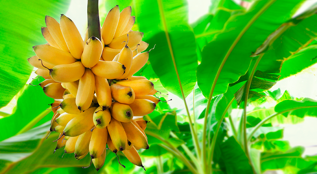 Kelatop Calcio Boro para Banano/Plátano 