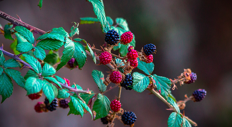 Guía de cultivo de Berries