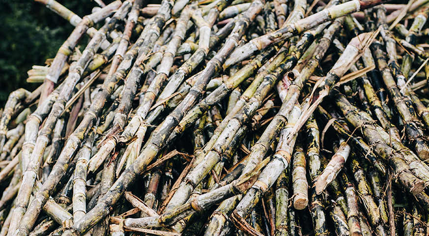 Guía de cultivo de Caña de azúcar