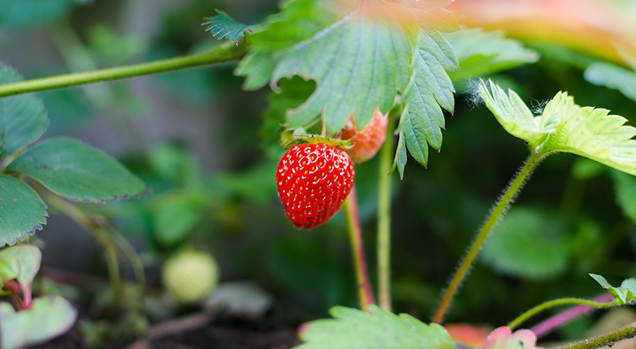 Guía de cultivo de Fresa