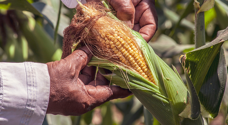 Guía de cultivo de Maíz