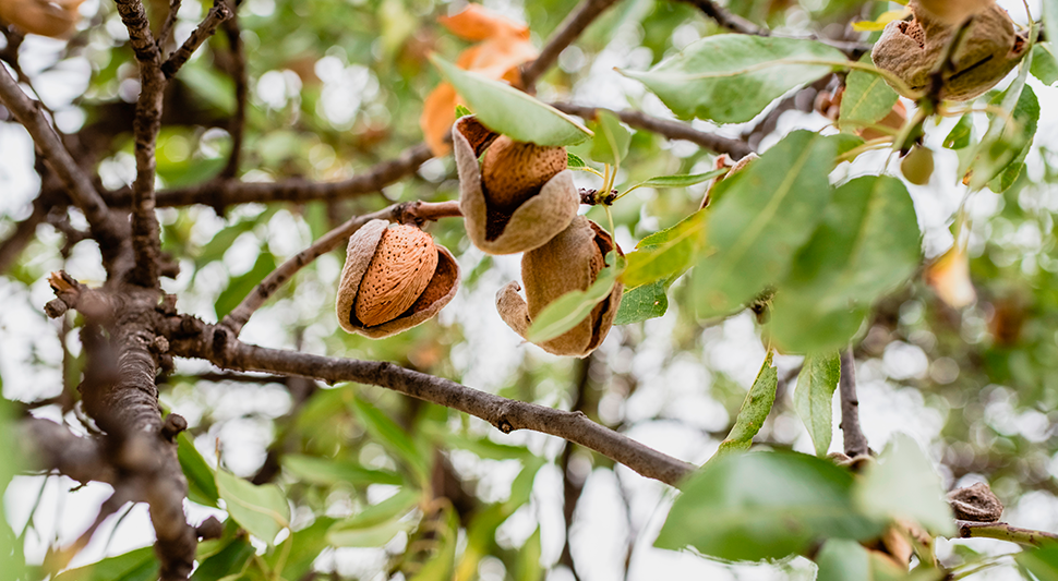 Guía de cultivo de Nogal