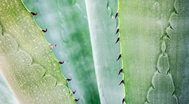Aminoterra-F para cultivo de Agave