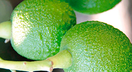 Cinna-Mix para cultivo de Aguacate