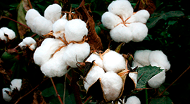 Kelatop Multimetal para cultivo de Algodón