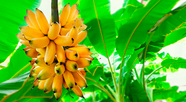 Bio-Film para cultivo de Banano/Plátano 