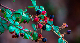 Biotika Ricinus para cultivo de Berries