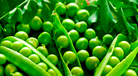Impulssor Vegetal para cultivo de Chicharos y ejotes