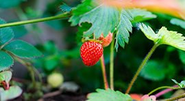 Trikoplant para cultivo de Fresa