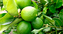 Elexa4 para cultivo de Limón Persa
