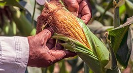 Kelatop Zn 25% para cultivo de Maíz