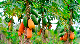 Aminoterra-F para cultivo de Papaya