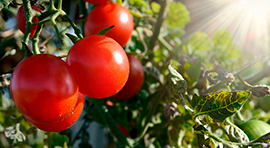 Biotika Ricinus para cultivo de Tomate o jitomate