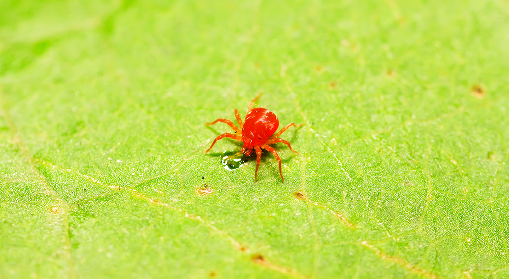 Araña roja