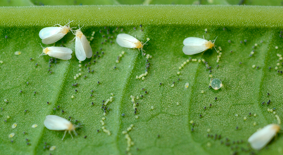 Mosquita blanca