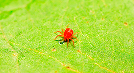 Elexa4 para tratar Araña roja