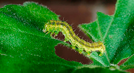 Biotech BMI Insecticida a base de Beauveria bassiana, Metarhizium anisopliae e Isaria fumosorosea. para eliminar Gusano del fruto