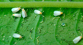 Elexa4 para tratar Mosquita blanca