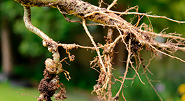 Biotika Ricinus Nemáticida de origen botánico, diseñado para el control de nemátodos. Con alta concentración de extractos de higuerilla. para eliminar Nematodos