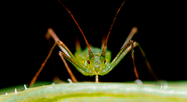 Elexa4 para tratar Pulgon (Aphididae)