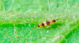 SmartKill Insecticida acaricida orgánico. Extractos botánicos.  para eliminar Trips